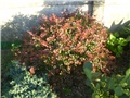 berberis